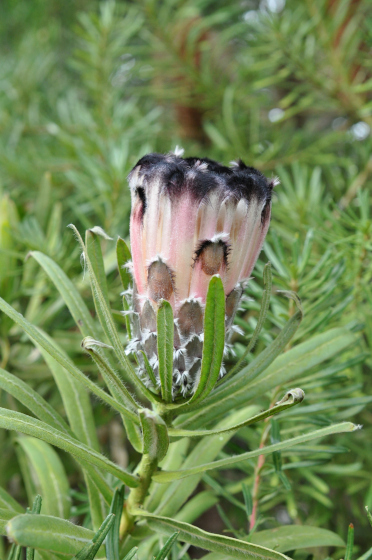 Protea lepidocarpodendron rose 4