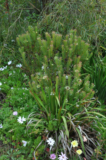 Protea scolymocephala 2