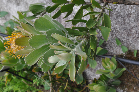 Leucospermum cuneiforme