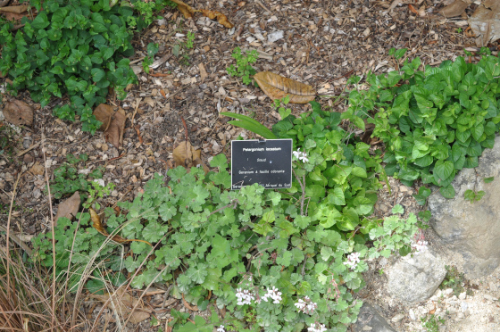 Pelargonium iocastum