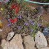 Conanthera trimaculata et ses fleurs bleues
