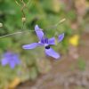 Fleur de Conanthera trimaculata