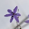 Fleur de Conanthera trimaculata vue du dessous