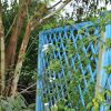 Jasminum azoricum