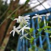 Fleurs de Jasminum azoricum