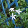 Fleurs de Jasminum azoricum
