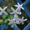 Fleurs de Jasminum azoricum