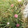 Touffe d'Ochagavia carnea