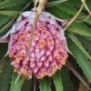Inflorescence ouverte d'Ochagavia carnea