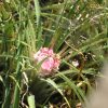Jeune inflorescence d'Ochagavia carnea