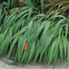 Crocosmia masoniorum