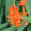 Crocosmia masoniorum