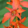 Crocosmia masoniorum