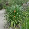 Kniphofia rooperi