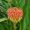 Kniphofia rooperi