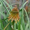 Kniphofia rooperi