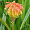 Kniphofia rooperi