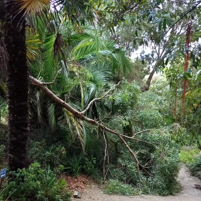 Pour des raisons de sécurité, nous sommes dans l'obligation de fermer le Jardin Exotique & Botanique de Roscoff au moins jusqu'à 15h, pour déblayer les dégâts de cette nuit et espérer une accalmie. Merci de votre compréhension. #jardinexotique #roscoff #finistere #Bretagne #wind #tempête #degats #fenetresurroscoff #botanicalgarden #destinationbretagne #sensationbretagne #toutcommenceenfinistere #breizh #fermeture #@followers