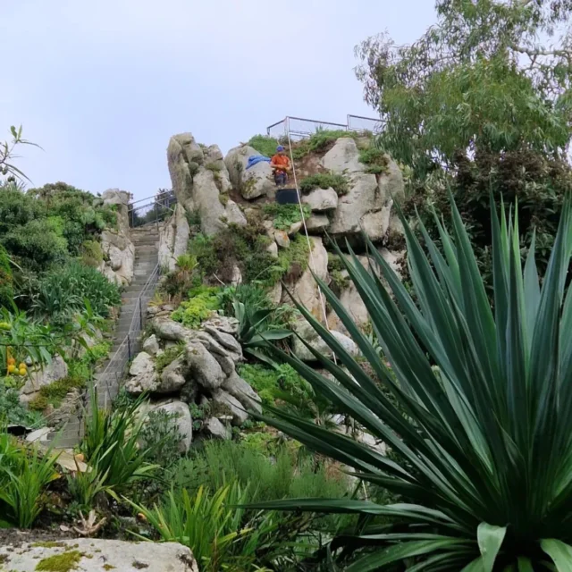 Petit jeu: cherchez l'intrus sur cette photo !? Le jardin a fermé ses portes pour l'hiver et le gros chantier de cette année a commencé :faire une beauté à notre Roc'h Hievec ! #jardinexotique #roscoff #finistere #Bretagne #flowers #flowerpower #fenetresurlabretagne #fenetresurroscoff #botanicalgarden #destinationbretagne #sensationbretagne #toutcommenceenfinistere #breizh #loisirsenfinistere #exoticflowers #couleurs #hiver #rocher #nettoyage #liere #cherchezlintrus ©️📸 Axelle Dormont