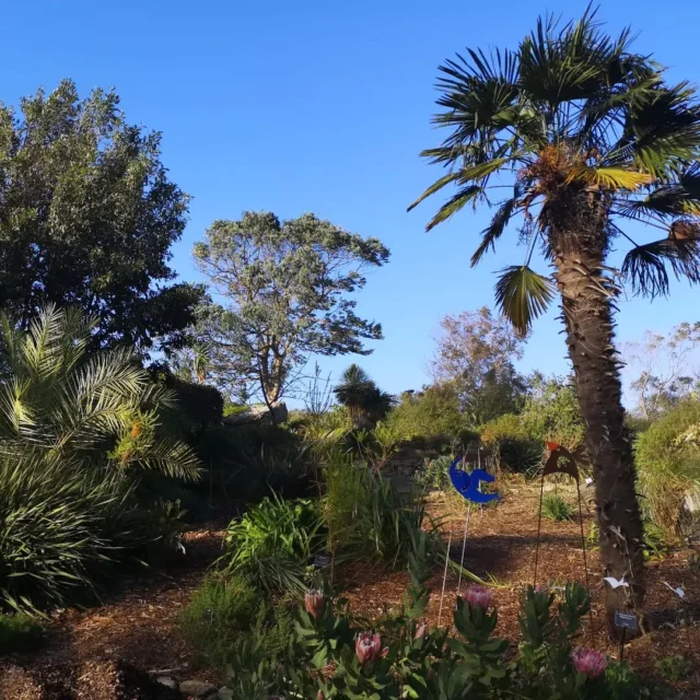 C'est le JOUR J ! Le jardin rouvre ses portes après les 4 mois de fermeture hivernale ! Il fait beau 🌴☀️, les oiseaux chantent 🐦, et c'est le Week-end ! #jardinexotique #roscoff #finistere #Bretagne #flowers #flowerpower #fenetresurlabretagne #fenetresurroscoff #botanicalgarden #destinationbretagne #sensationbretagne #toutcommenceenfinistere #breizh #loisirsenfinistere #exoticflowers #couleurs #floraisons #afriquedusud #southafrica #protea #hiver #lumiere #reopening #followers